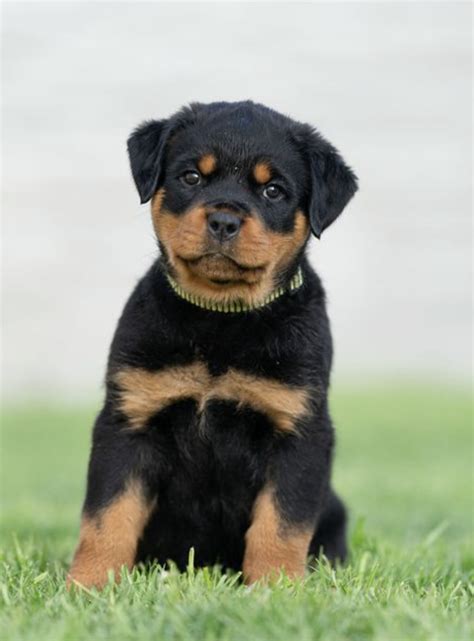 rottweiler for sale|rottweiler puppies for sale price.